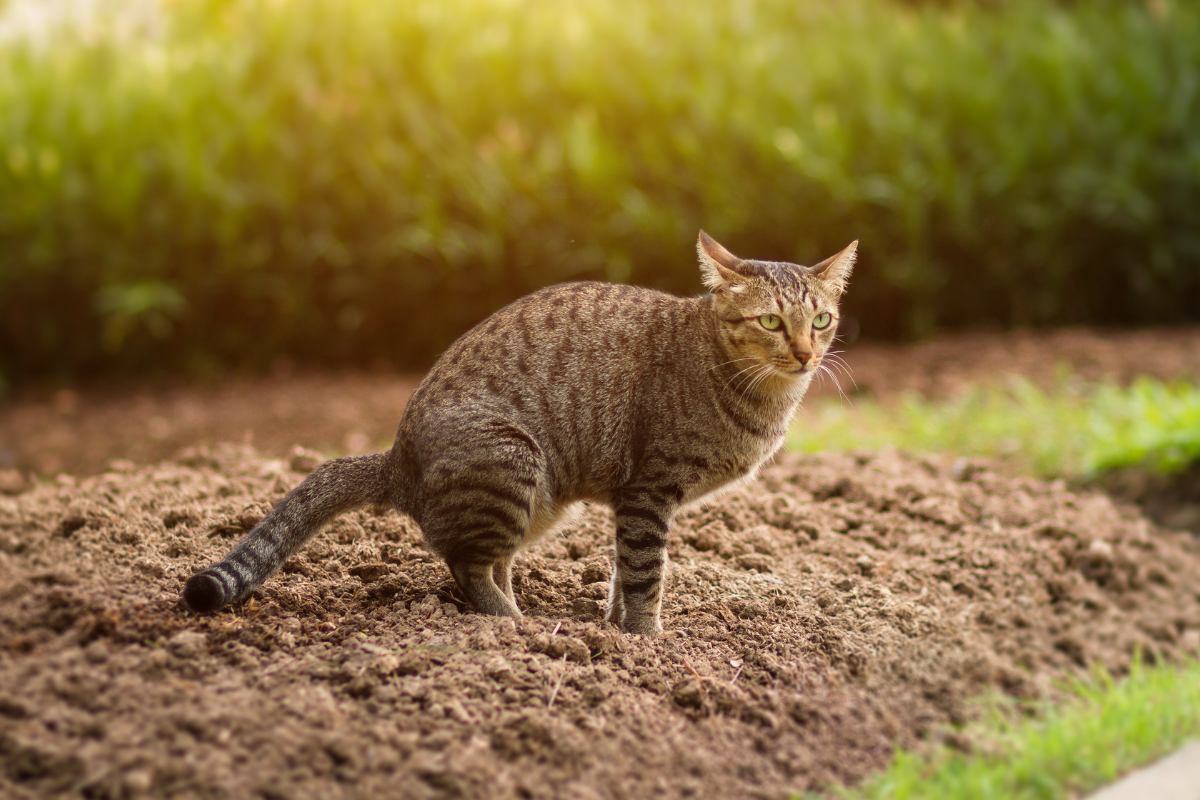 Dog eating cat poop in garden hotsell